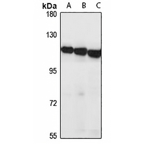 NFE2L1 Rabbit Polyclonal Antibody