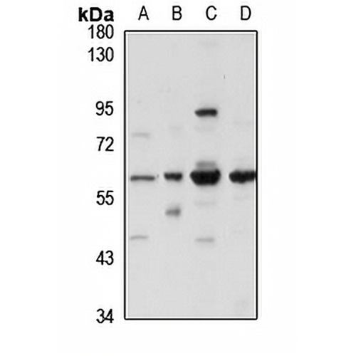 NF-1C Rabbit Polyclonal Antibody