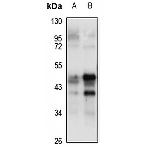 NFKBIL1 Rabbit Polyclonal Antibody