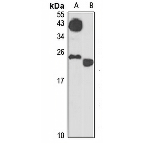 Bex3 Rabbit Polyclonal Antibody