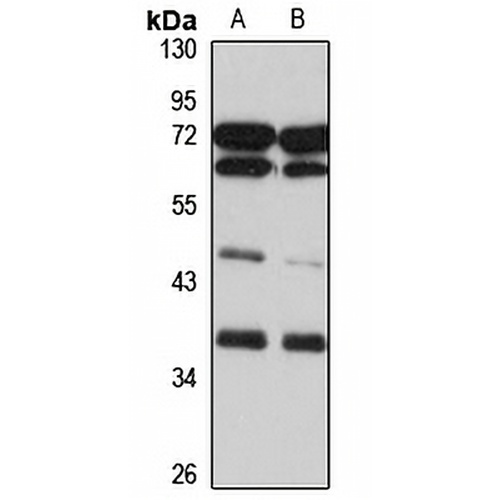 NGRN Rabbit Polyclonal Antibody
