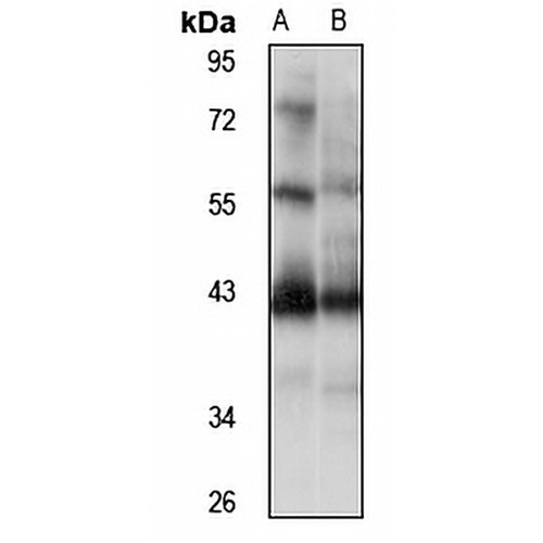 NIF3L1 Rabbit Polyclonal Antibody
