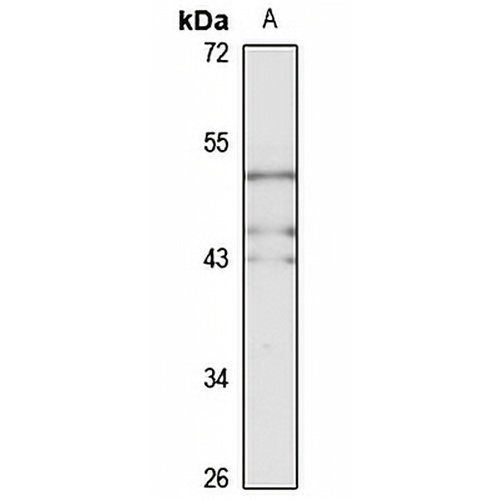 NKAP Rabbit Polyclonal Antibody