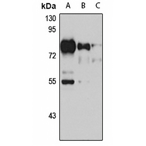 NKRF Rabbit Polyclonal Antibody