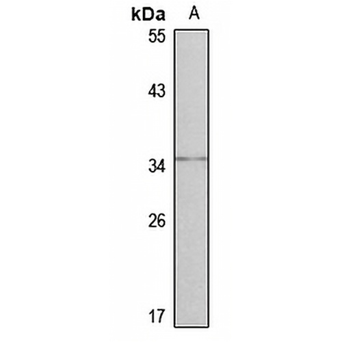 NKX3-2 Rabbit Polyclonal Antibody