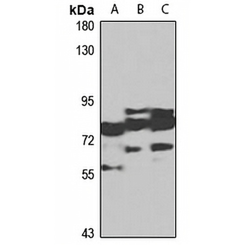 NLGN4X Rabbit Polyclonal Antibody