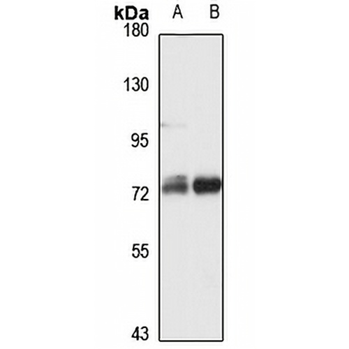 Neurolysin Rabbit Polyclonal Antibody