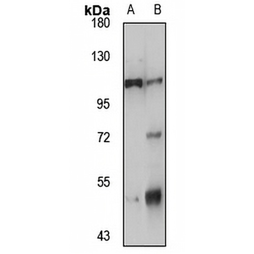 NLRP6 Rabbit Polyclonal Antibody