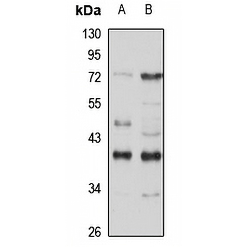 Nmi Rabbit Polyclonal Antibody
