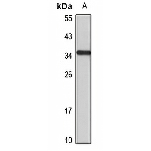 NMNAT-1 Rabbit Polyclonal Antibody