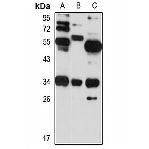 NMNAT-2 Rabbit Polyclonal Antibody