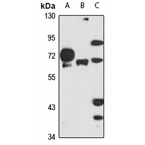 NMT1 Rabbit Polyclonal Antibody