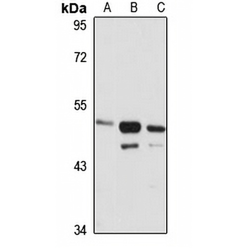 NMUR2 Rabbit Polyclonal Antibody