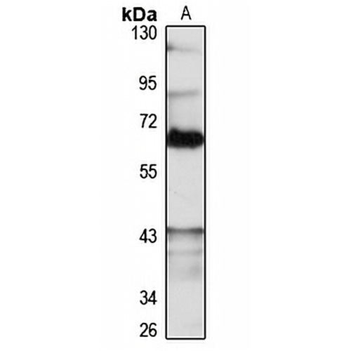NOC4L Rabbit Polyclonal Antibody
