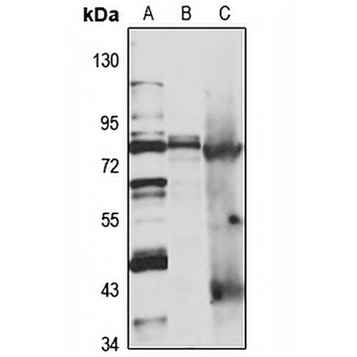 NOL11 Rabbit Polyclonal Antibody