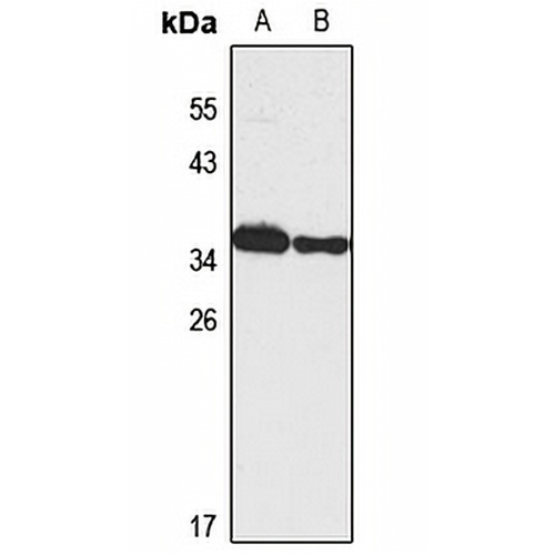 NOL12 Rabbit Polyclonal Antibody