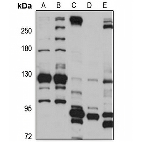 NOL6 Rabbit Polyclonal Antibody