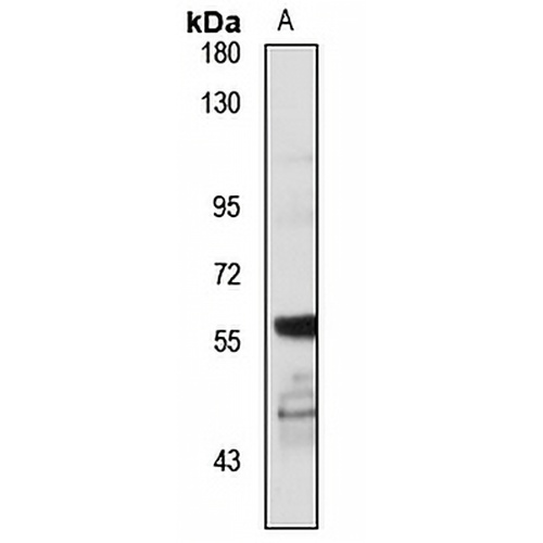 Notum Rabbit Polyclonal Antibody