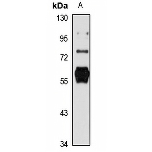 Nova-1 Rabbit Polyclonal Antibody