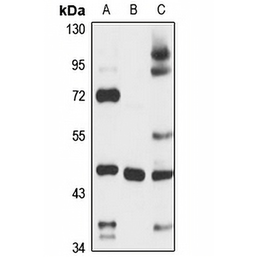 NOXA1 Rabbit Polyclonal Antibody