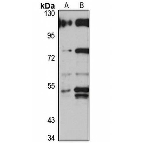 NPEPL1 Rabbit Polyclonal Antibody