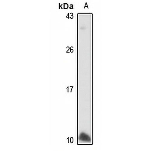 NPFF Rabbit Polyclonal Antibody