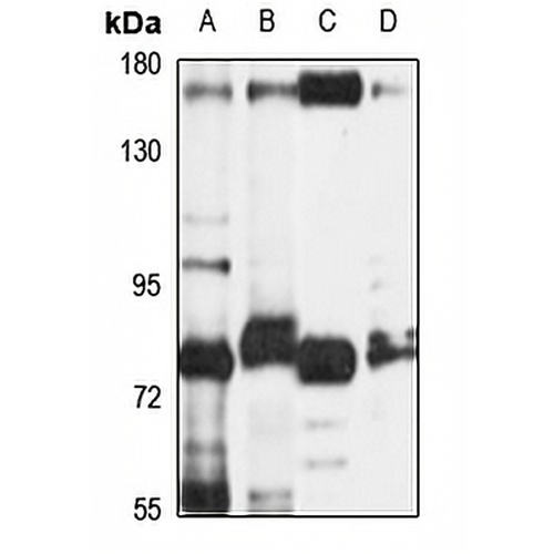 NPR1 Rabbit Polyclonal Antibody