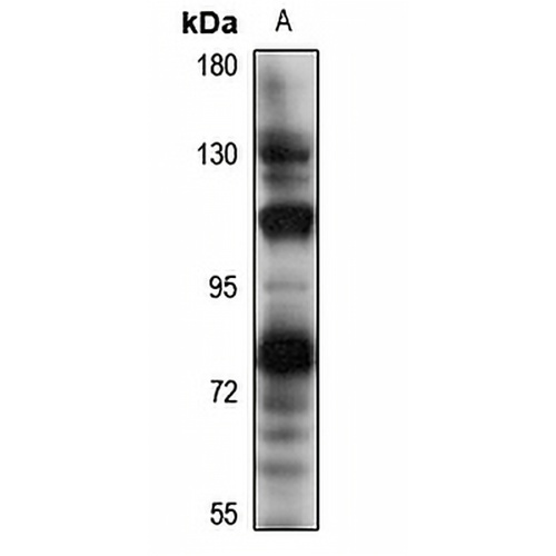 NPR2 Rabbit Polyclonal Antibody