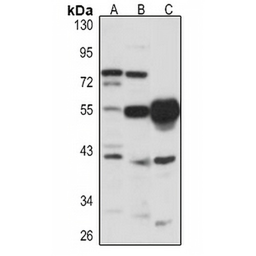 LXR beta Rabbit Polyclonal Antibody