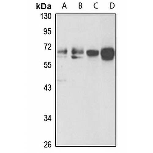 NR2C2 Rabbit Polyclonal Antibody