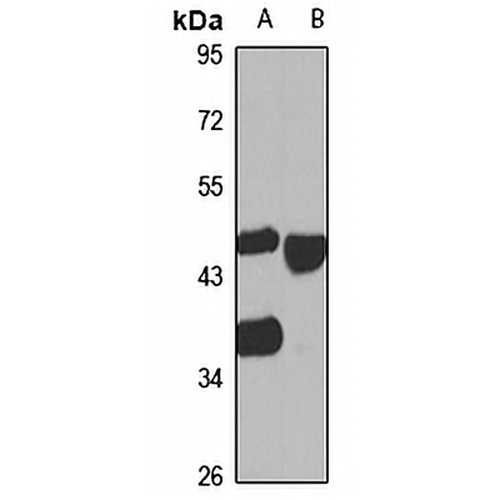 PNR Rabbit Polyclonal Antibody