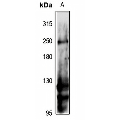 N-RAP Rabbit Polyclonal Antibody
