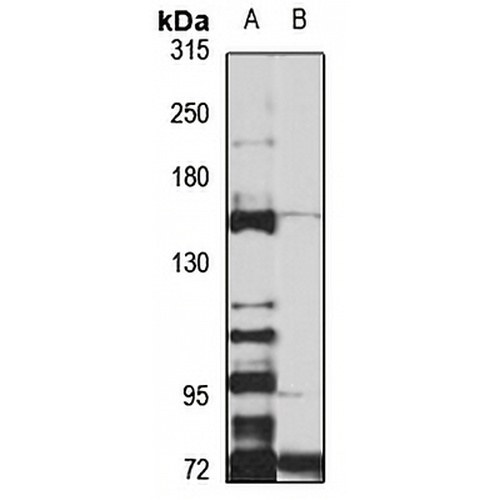 Neurexin 1 beta Rabbit Polyclonal Antibody