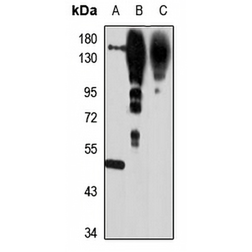 NRXN3 Rabbit Polyclonal Antibody