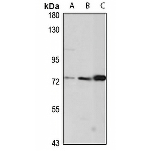 CCDC55 Rabbit Polyclonal Antibody