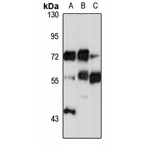 NT5C2 Rabbit Polyclonal Antibody
