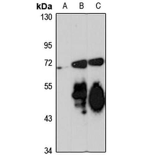 Netrin 4 Rabbit Polyclonal Antibody