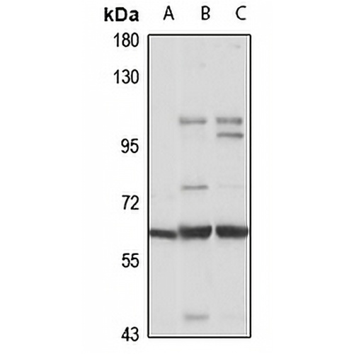 Netrin-G1 Rabbit Polyclonal Antibody