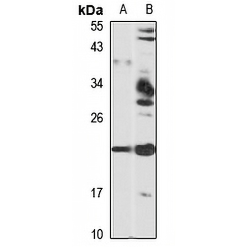 Neurotensin Rabbit Polyclonal Antibody