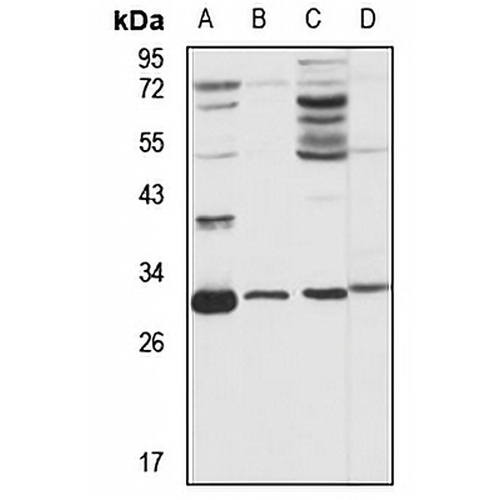NUBP2 Rabbit Polyclonal Antibody