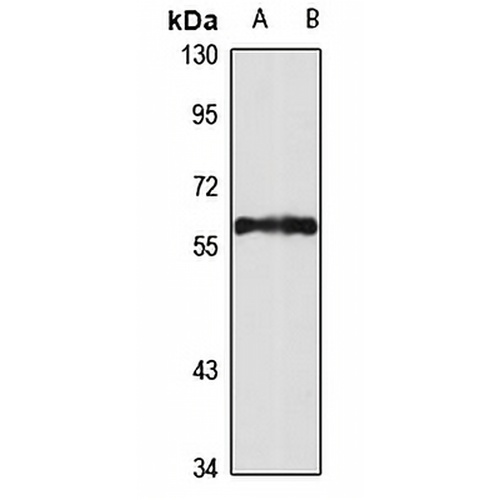 Nucleobindin-1 Rabbit Polyclonal Antibody