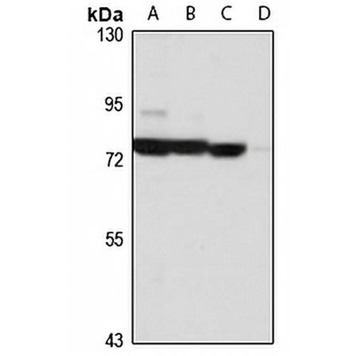 NUFIP2 Rabbit Polyclonal Antibody