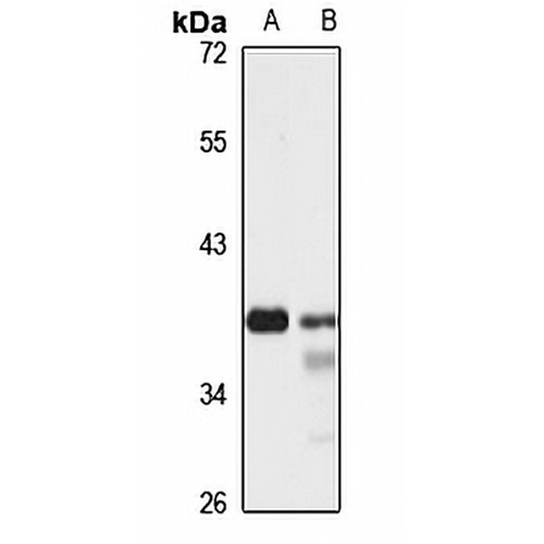 NUP35 Rabbit Polyclonal Antibody