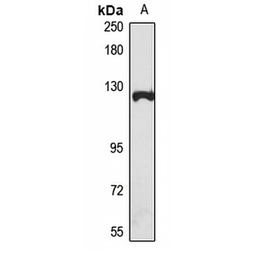 OAS3 Rabbit Polyclonal Antibody