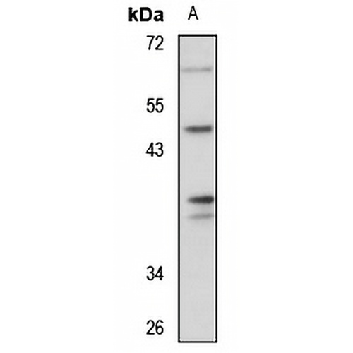 OBFC1 Rabbit Polyclonal Antibody