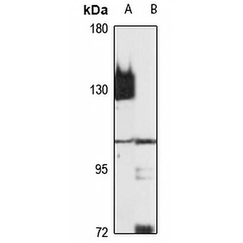 OFD1 Rabbit Polyclonal Antibody