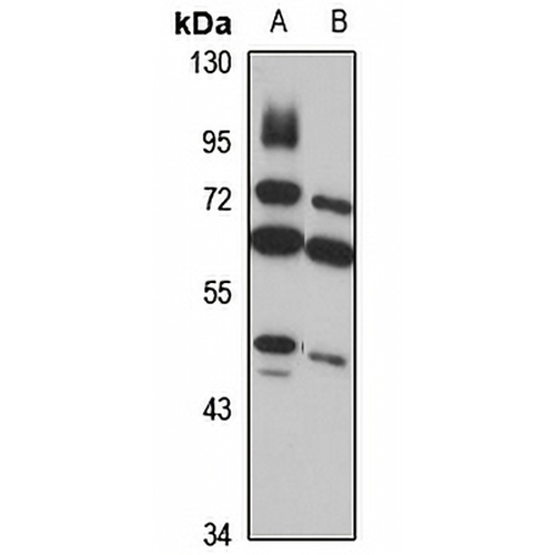 GTPBP9 Rabbit Polyclonal Antibody