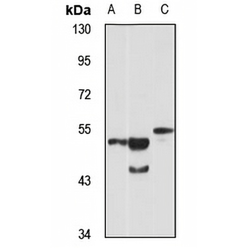 OLFM3 Rabbit Polyclonal Antibody