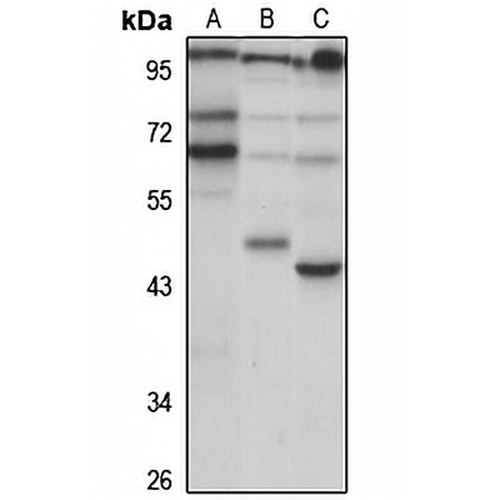 OLFM4 Rabbit Polyclonal Antibody