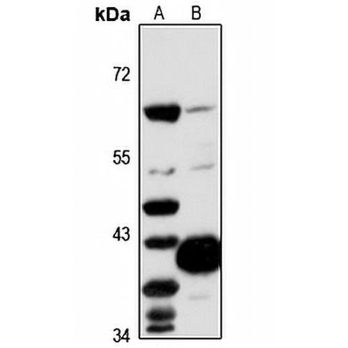 Oma1 Rabbit Polyclonal Antibody